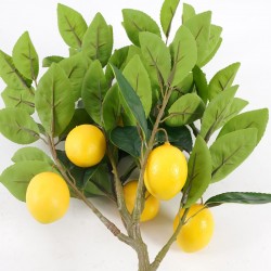 Arbol limonero xpeq.