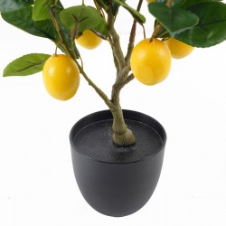 Arbol limonero xpeq.