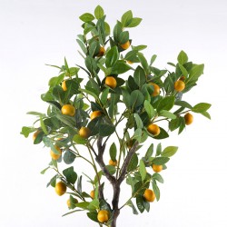 Arbol limonero xgra.