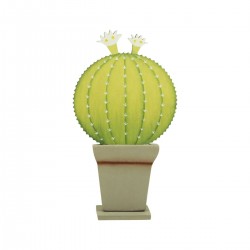 Oferta cactus