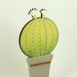 Oferta cactus