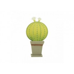 Oferta cactus